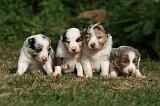 BORDER COLLIE 1065